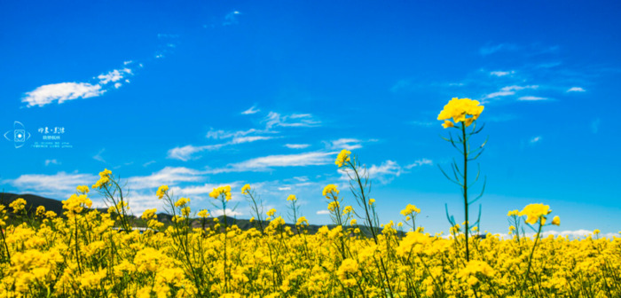 公司激励期权行权怎么操作【公司期权什么时候兑现】