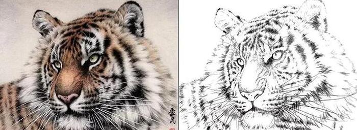 老虎线描装饰画【老虎线描图】