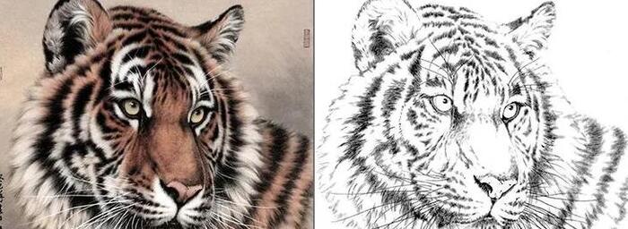 老虎线描装饰画【老虎线描图】