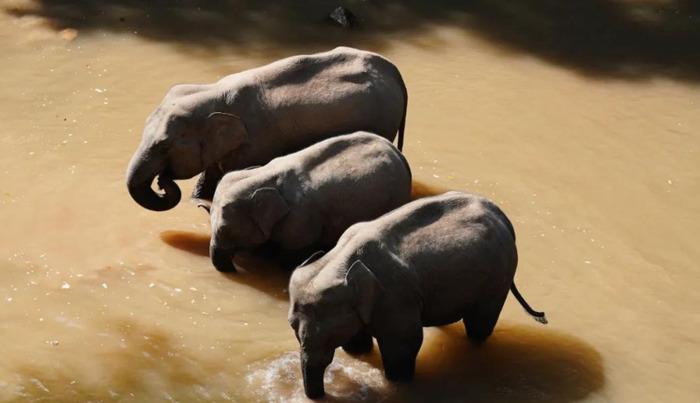 云南泼水节好玩吗【云南哪些地方过泼水节】