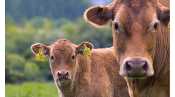 农历鼠年是哪几年【农历鼠年阳历牛年出生应该属什么】