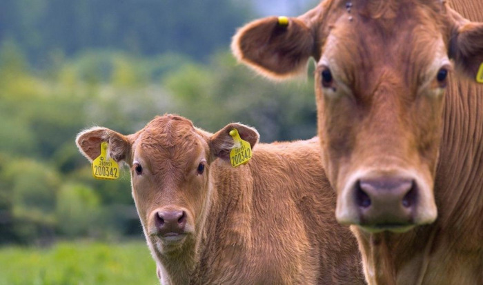 农历鼠年是哪几年【农历鼠年阳历牛年出生应该属什么】