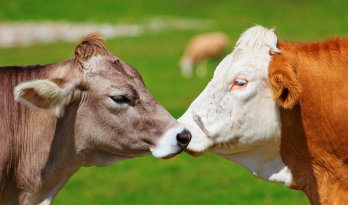 农历鼠年是哪几年【农历鼠年阳历牛年出生应该属什么】