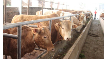 牛羊饲料品牌前十厂家【牛羊饲料品牌前五十名】