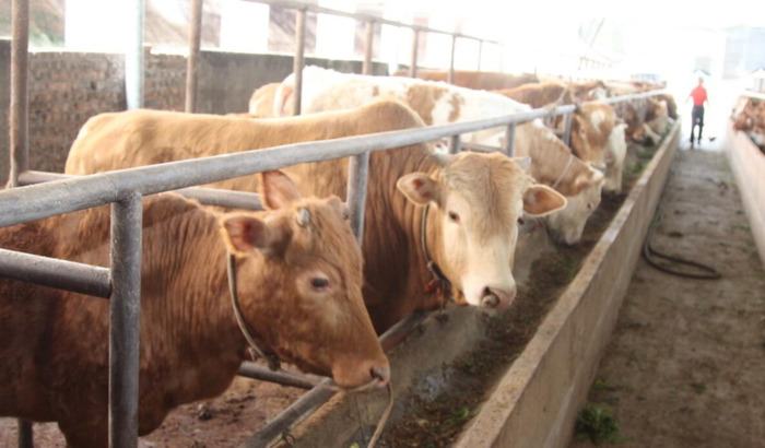 牛羊饲料品牌前十厂家【牛羊饲料品牌前五十名】
