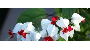 家里放一物越放越破财次在体什么位【家里放一物越放越破财龙吐珠最适宜温度】