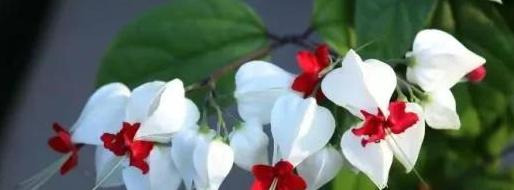 家里放一物越放越破财次在体什么位【家里放一物越放越破财龙吐珠最适宜温度】