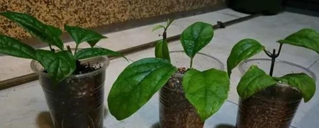 家里放一物越放越破财次在体什么位【家里放一物越放越破财龙吐珠最适宜温度】