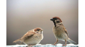 麻雀的叫声怎么写中文【麻雀的叫声怎么写出来】