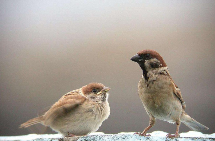 麻雀的叫声怎么写中文【麻雀的叫声怎么写出来】