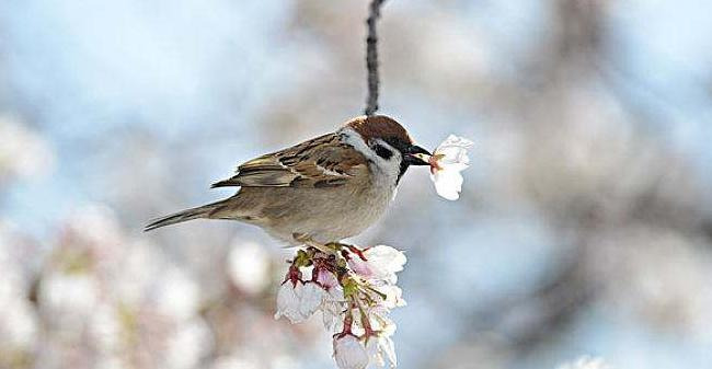 麻雀的叫声怎么写中文【麻雀的叫声怎么写出来】
