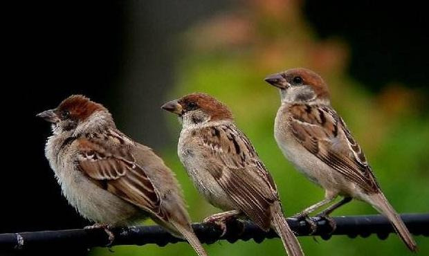 麻雀的叫声怎么写中文【麻雀的叫声怎么写出来】