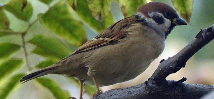 麻雀的叫声怎么写中文【麻雀的叫声怎么写出来】