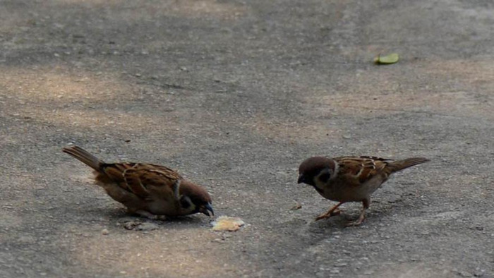 麻雀的叫声怎么写中文【麻雀的叫声怎么写出来】