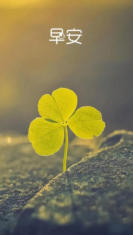 明天的句子唯美【今天,明天的句子】