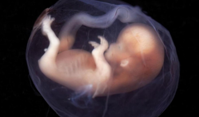 能让婴儿入睡的羊水声音【羊水声音安抚婴儿】