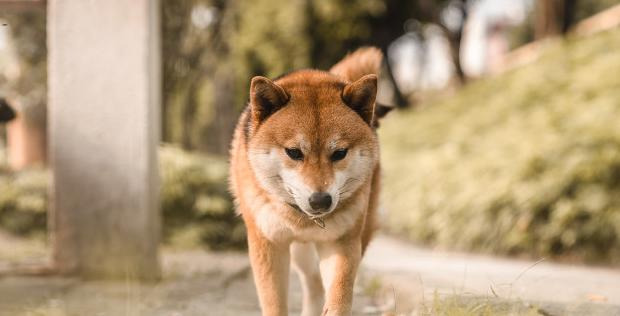 赞美教练的话怎么说【夸赞教练的话】