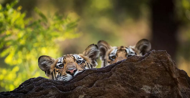 王朝豆瓣【王朝天和李露婷在一起了吗】