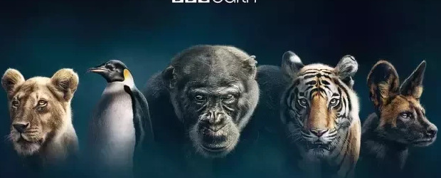 王朝豆瓣【王朝天和李露婷在一起了吗】