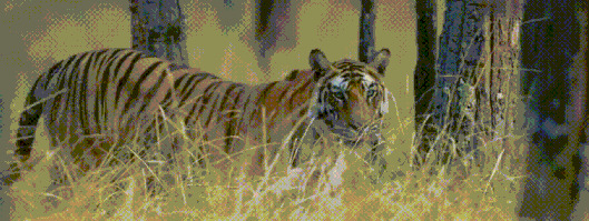 王朝豆瓣【王朝天和李露婷在一起了吗】