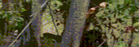 王朝豆瓣【王朝天和李露婷在一起了吗】