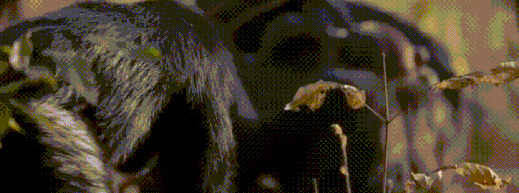 王朝豆瓣【王朝天和李露婷在一起了吗】