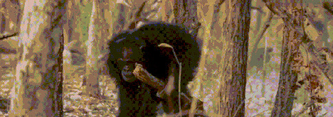 王朝豆瓣【王朝天和李露婷在一起了吗】