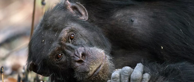 王朝豆瓣【王朝天和李露婷在一起了吗】