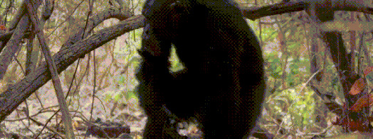 王朝豆瓣【王朝天和李露婷在一起了吗】