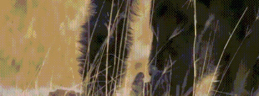 王朝豆瓣【王朝天和李露婷在一起了吗】