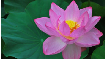 佛渡有缘人这句话是什么意思【佛渡有缘人全句诗文】