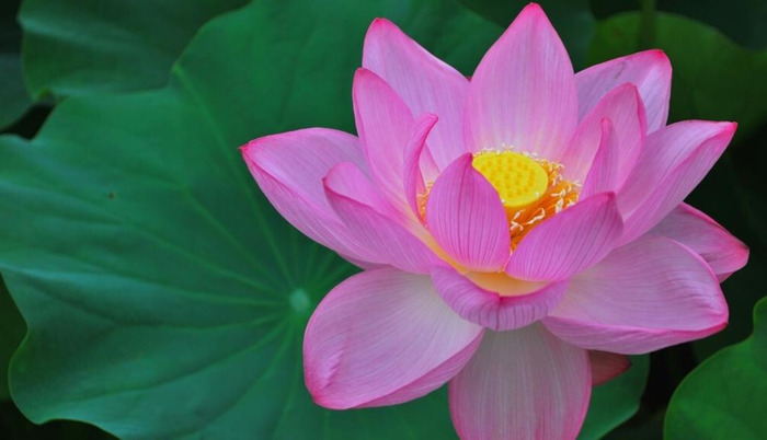 佛渡有缘人这句话是什么意思【佛渡有缘人全句诗文】