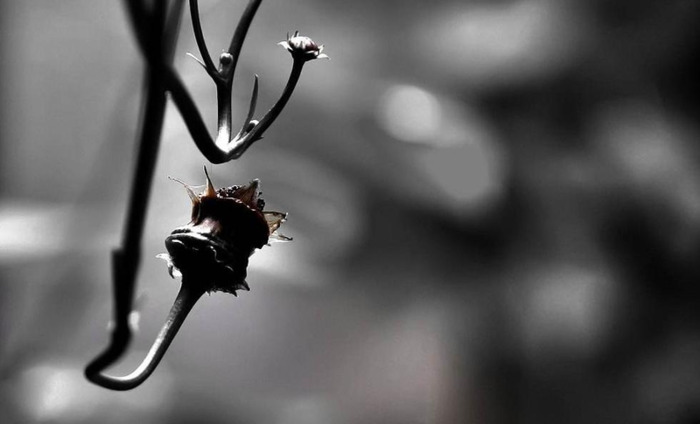 金家饭全本免费阅读【金家饭全本在线看】