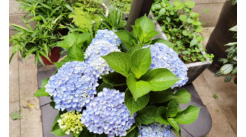 拍照背景墙图片【图片背景墙】