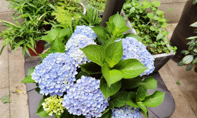 拍照背景墙图片【图片背景墙】