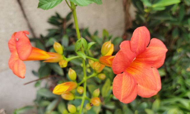 拍照背景墙图片【图片背景墙】