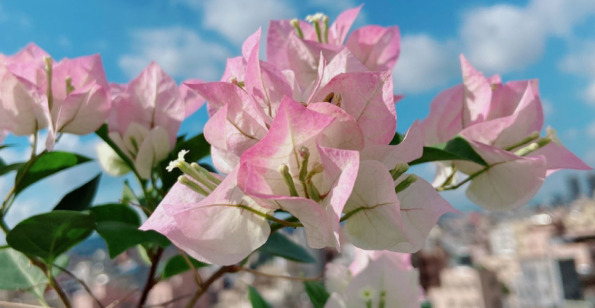 拍照背景墙图片【图片背景墙】