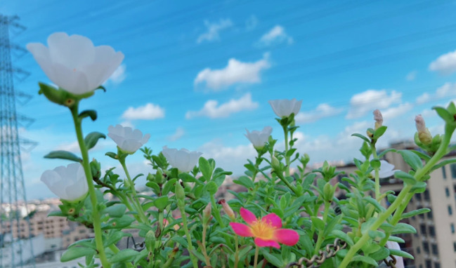 拍照背景墙图片【图片背景墙】