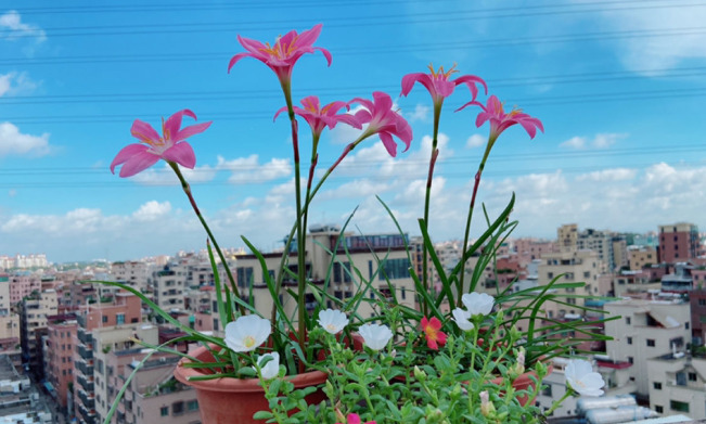 拍照背景墙图片【图片背景墙】