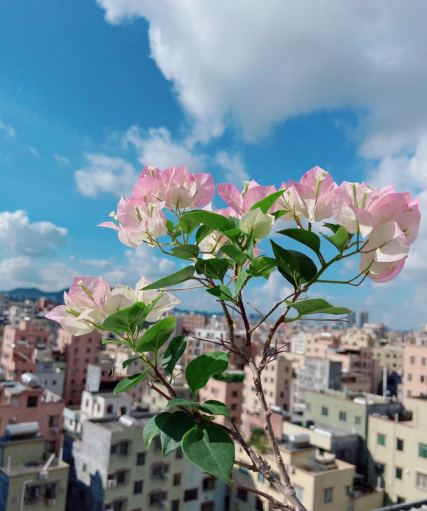 拍照背景墙图片【图片背景墙】