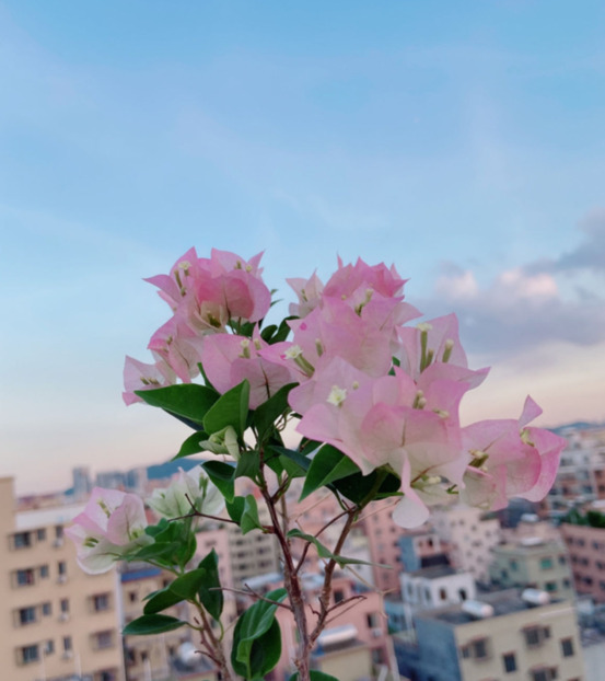 拍照背景墙图片【图片背景墙】