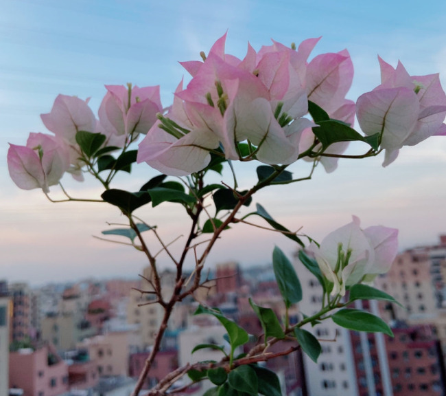 拍照背景墙图片【图片背景墙】