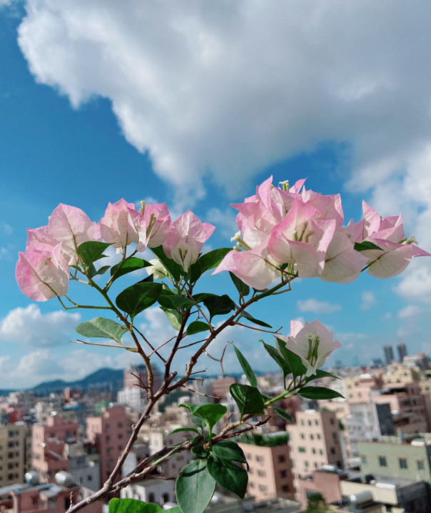 拍照背景墙图片【图片背景墙】