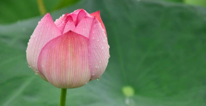 拍照背景墙图片【图片背景墙】