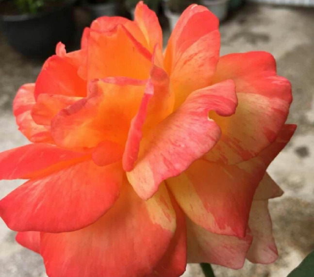 拍照背景墙图片【图片背景墙】