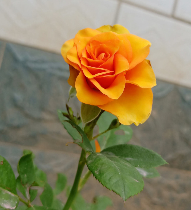 拍照背景墙图片【图片背景墙】