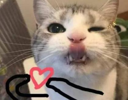 比心表情包动态【比心表情包猫咪】