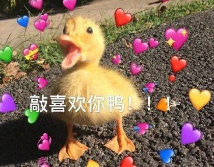 比心表情包动态【比心表情包猫咪】