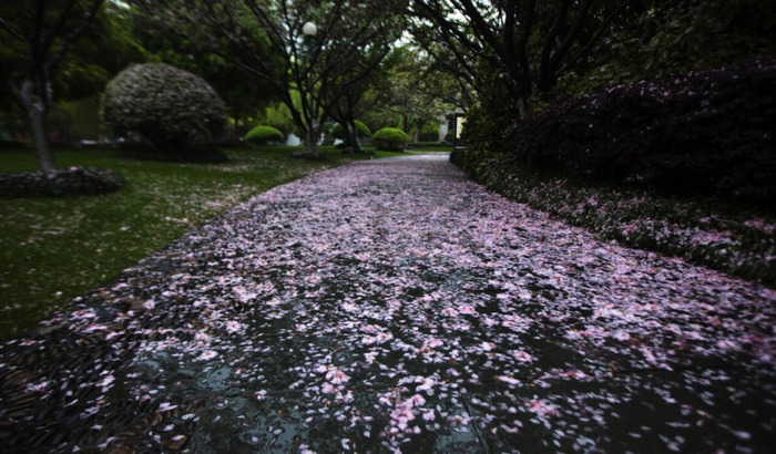 怎么说旗袍的优雅的句子【旗袍优雅的佳句】