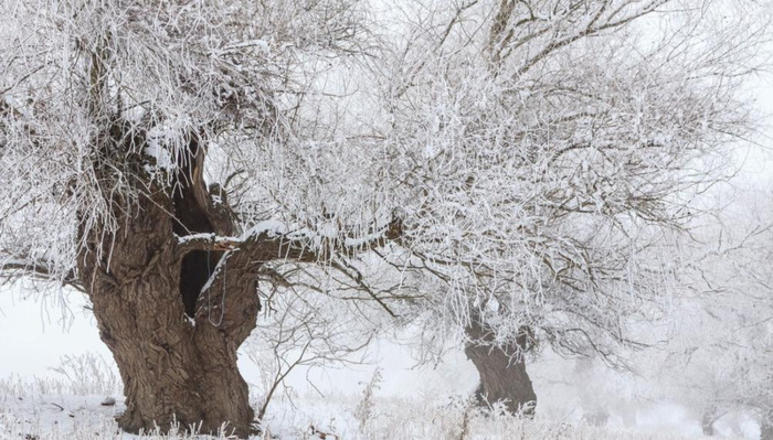 怎么说旗袍的优雅的句子【旗袍优雅的佳句】